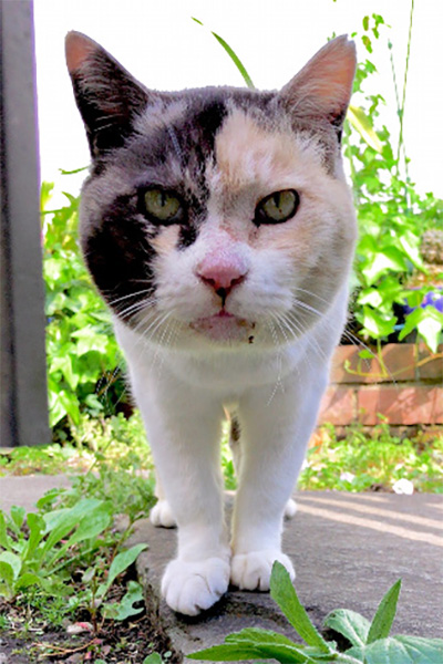 吉祥寺の野良猫マーブル