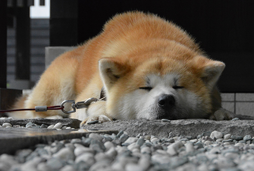 居眠りする姿もかわいい武家丸=仙北市角館町