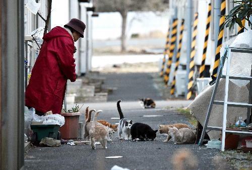 朝と夕方の1日2回、仮設住宅の住民や、かつて住んでいた人が、ネコたちにエサを与える=2月11日、宮城県山元町