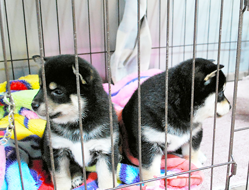 繁殖業者のもとで生まれた柴犬