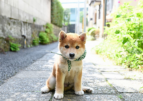 20代目豆助。つぶらな瞳と黒い線が入ったしっぽ、横顔のりりしさが特徴=テレビ大阪提供