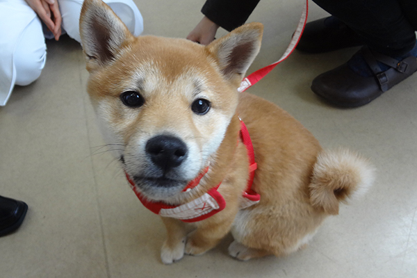 犬の問題行動は予防と早期治療を