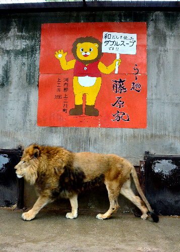 おじいちゃんライオンのリオン。地元ラーメン店などから餌代を支援してもらっている=3月21日、宇都宮市の宇都宮動物園