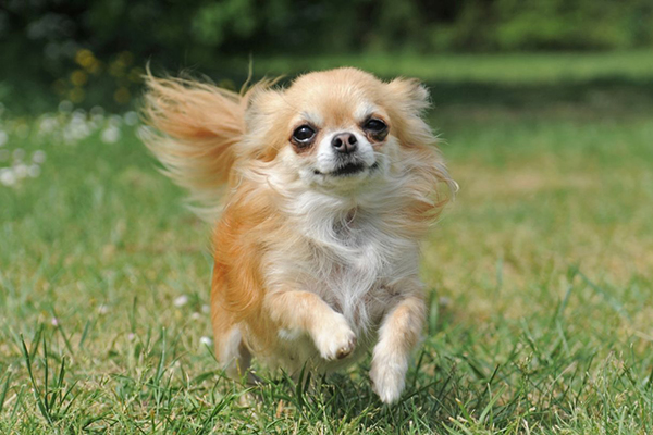 喜んで駆け寄ってくる犬