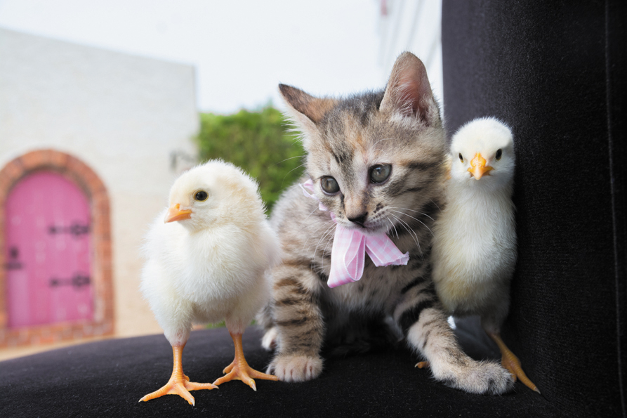 「こねことひよこ」より=(c)黒木康隆