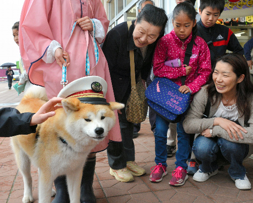 観光客らに囲まれる観光駅長の秋田犬あこ=秋田県大館市のJR大館駅