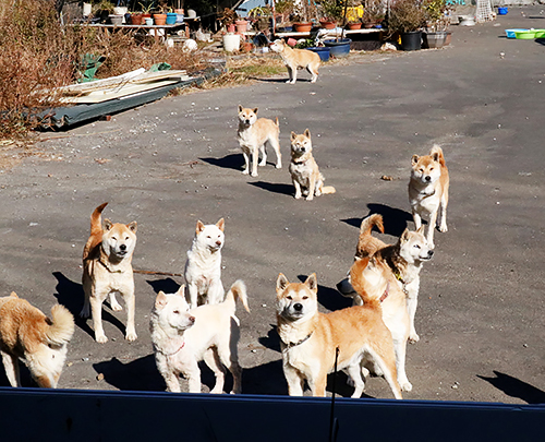 トタンに囲われた土地で、多数のシバイヌが放し飼いになっていた=12月22日、静岡県藤枝市岡部町