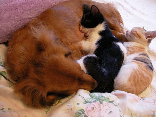 わが家の犬(明日香)と子猫たち