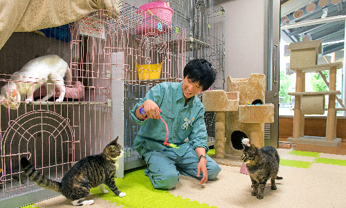 京都動物愛護センターで保護された猫たち。外から見ることができるゾーンもある=京都市南区