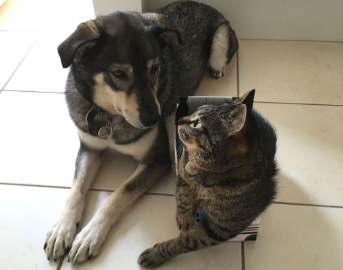 マメ(左)とナッチャン
