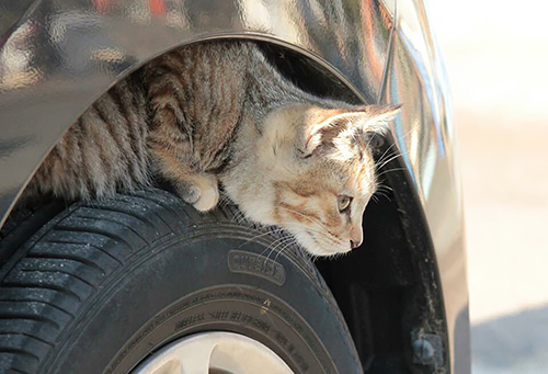 タイヤと車体のすき間でくつろぐ猫=日産自動車提供