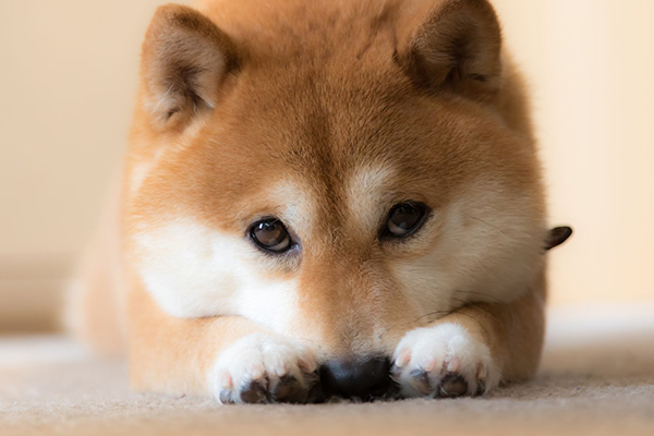 何か訴えかけるような目