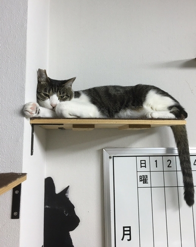 二郎さんが社内に作ったキャットステップ