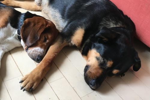 一時預かり中のビーグル、ボー(左、一時預かり中の仮名)。佐藤さんの愛犬ピーターと仲良く寝ていた