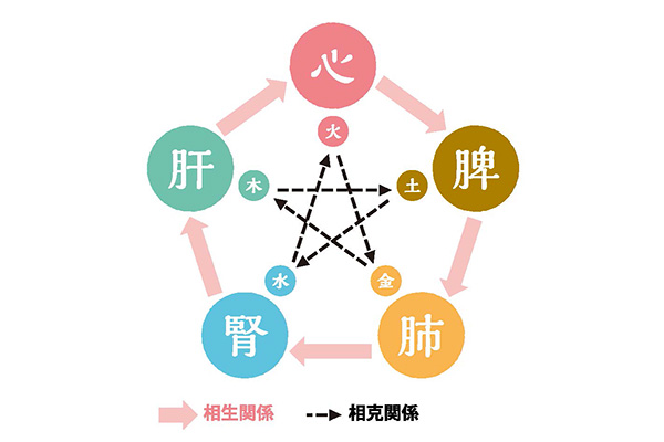 【図1】互いに助けたり(相生)、抑制したり(相克)しながらバランスを保っている「五臓」