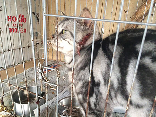 栃木県矢板市内の引き取り屋で飼育されていた猫=動物愛護団体提供