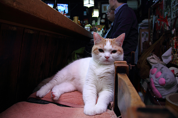 ナデナデしながら……猫見酒で熱燗がすすんじゃいます