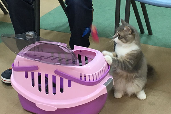 キャリーケースに慣らしておくことも大事。もみの木動物病院「こねこ塾」で