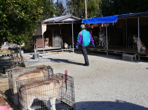 朝、大型犬を世話する赤間さん(手前は,掃除の間、日光浴するシベリアンハスキー)