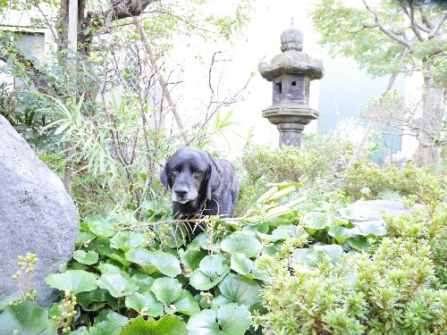 クマ出没? 庭で遊ぶ小次郎