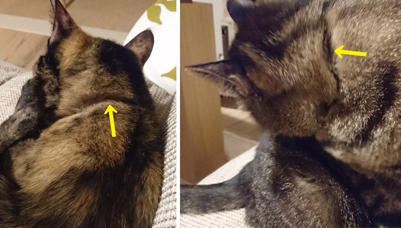 2匹の首元にくっきり残る首輪のあと。