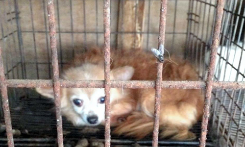 栃木県矢板市内の引き取り屋で飼育されている犬=動物愛護団体提供