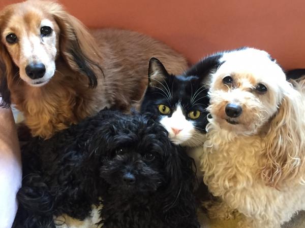 犬に囲まれて育った猫