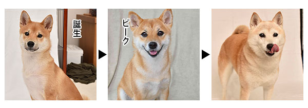 筋肉の成長の流れ