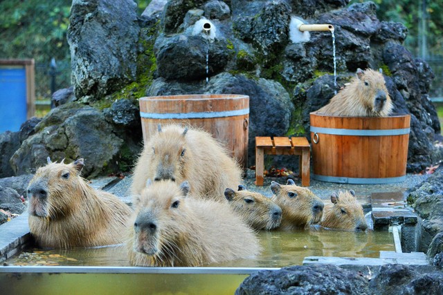"水豚温泉"今年也开泡 埼玉·儿童动物自然公园疗愈登场