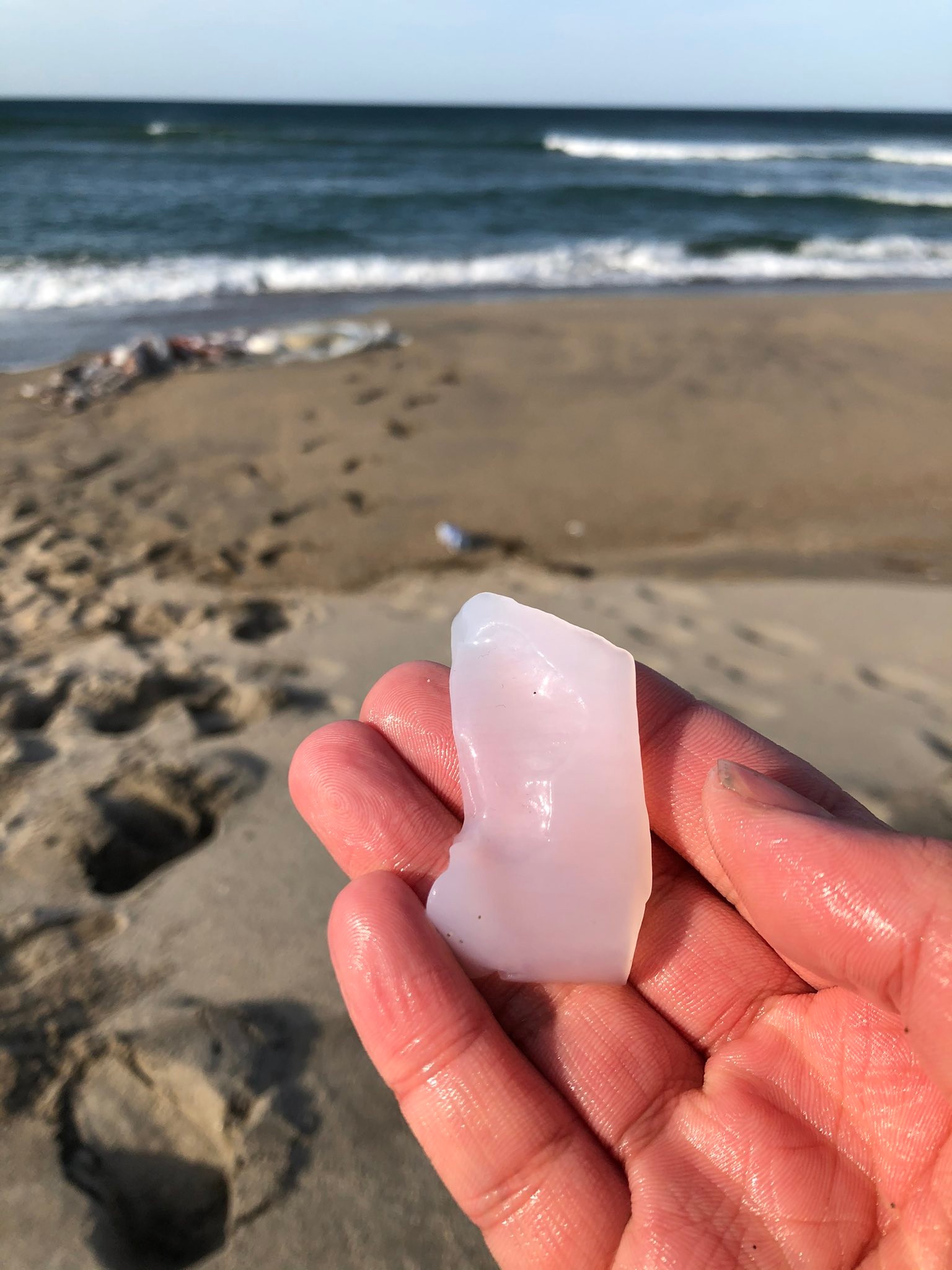 ダイオウイカを海岸で拾って食べたレポートが話題に いったいどんな味がしたのか まいどなニュース