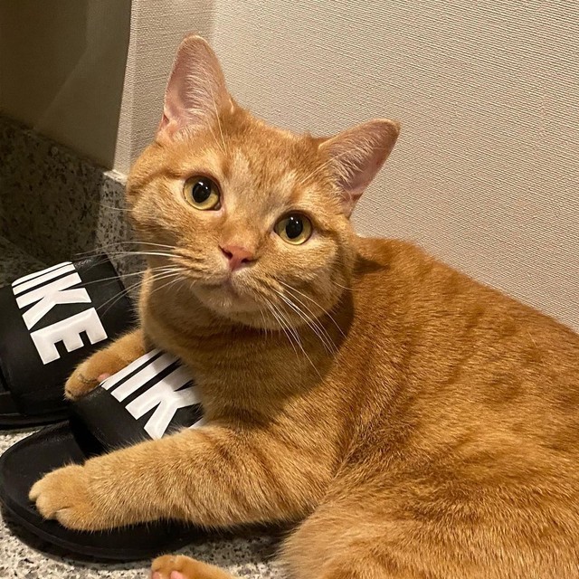 情報サイトで一目惚れした保護猫を家族に迎えたら笑顔が増えた 犬派の父もすっかりメロメロ まいどなニュース 情報サイトで一目惚れした保護猫を家族に迎えたら笑顔が増えた 犬派の父もすっかりメロメロ まいどなニュース