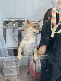 トリミング行きまして アイスのピノみたいになった保護犬が話題 美味しそう コーヒー味 ごんたくん まいどなニュース