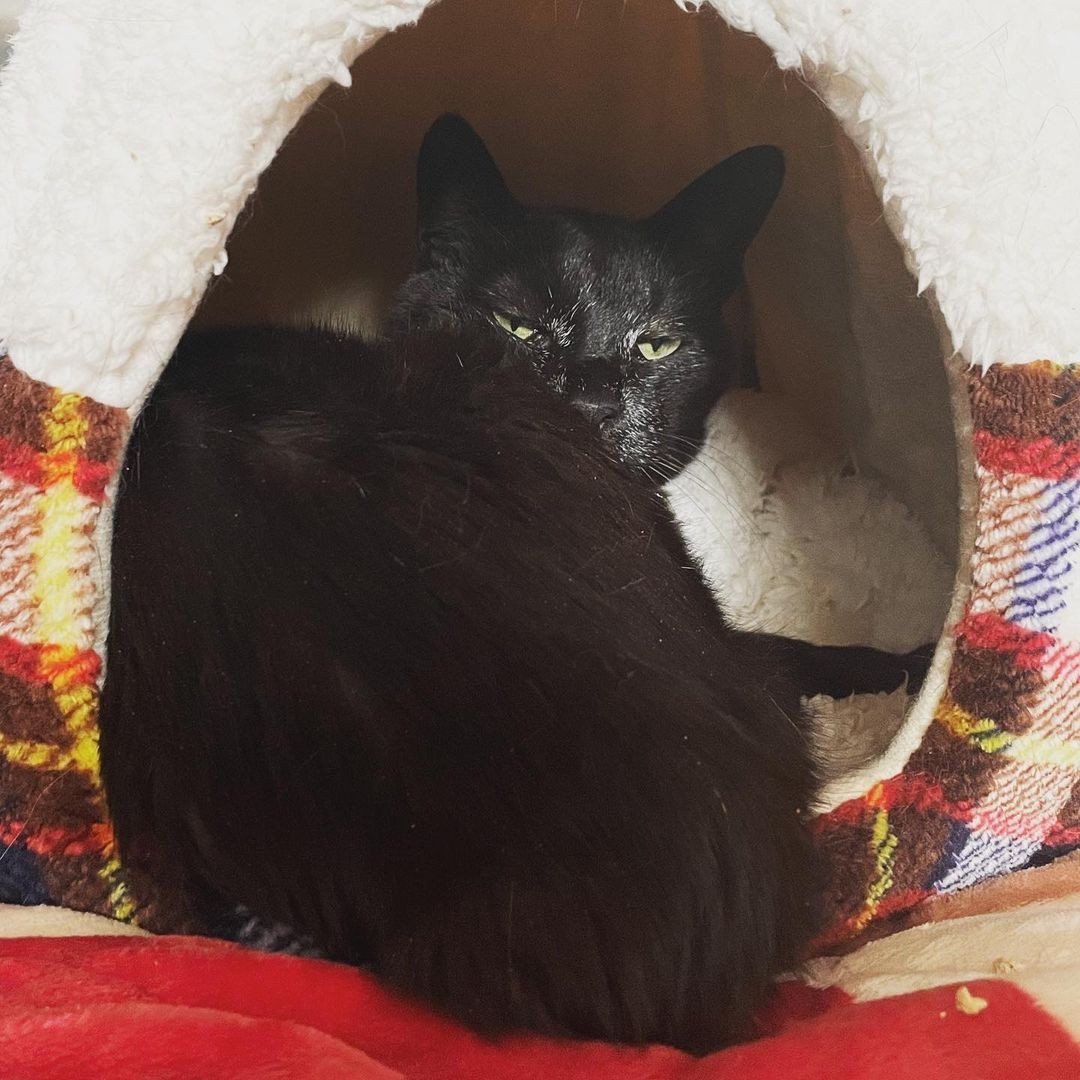 駐車場で生死の境をさまよっていた黒猫 甘えたいのに 甘え方が分からない それでも 全て愛おしい まいどなニュース
