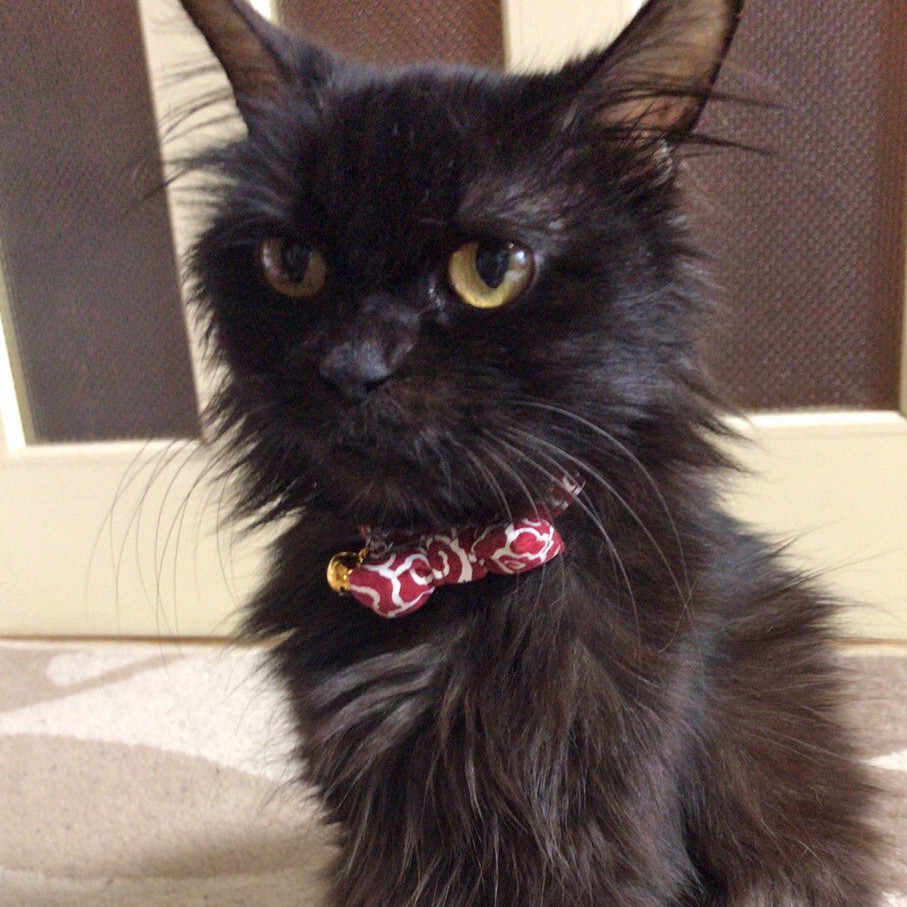 子猫と思って保護した猫は 初老で腎臓病を患っていて 3カ月で訪れたお別れ 挨拶する姿に ありがとう まいどなニュース