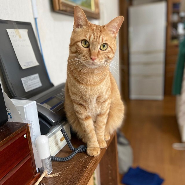 夫婦喧嘩をしているとニャアニャア鳴いて仲裁する猫 勤務先のゴルフ場で生まれた茶トラ子猫を保護 まいどなニュース