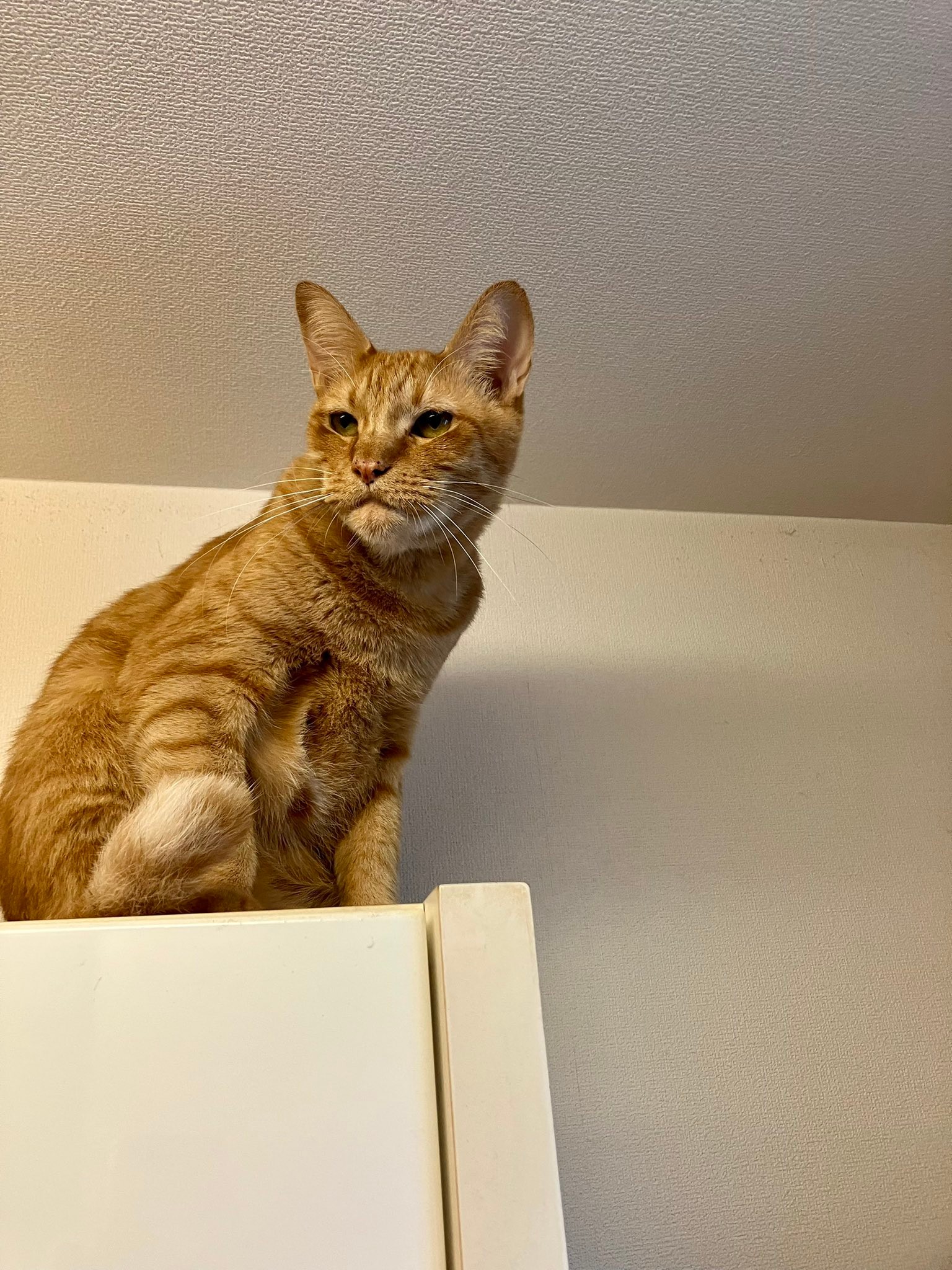 この子 しゃくれてますね 獣医師もお墨付き 猫にもあるんだ 吹き出す人が続出 今日は特にしゃくれてる まいどなニュース この子 しゃくれてますね 獣医師もお墨付き 猫にもあるんだ 吹き出す人が続出 今日は特にしゃくれてる まいどなニュース
