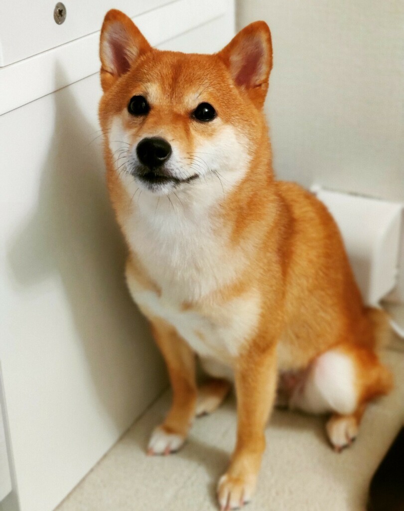 柴の宅急便 自転車の前かごでかばんをギュッとする犬が話題 すごーい 落ち着いてますね まいどなニュース