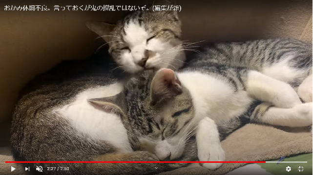 猫全部乗せご飯 動画で大人気の那須の長楽寺 ただ今 先住猫4匹 子猫2匹 6匹乗せ にチャレンジ中 まいどなニュース