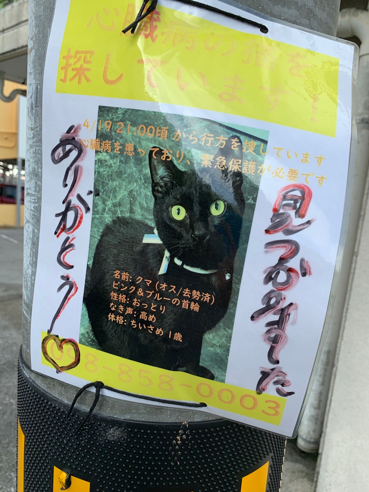 諦めたらアカンよ 失踪した心臓病の黒猫 数週間ぶりに奇跡の生還 迷い猫のチラシが結んだ不思議な 縁 まいどなニュース
