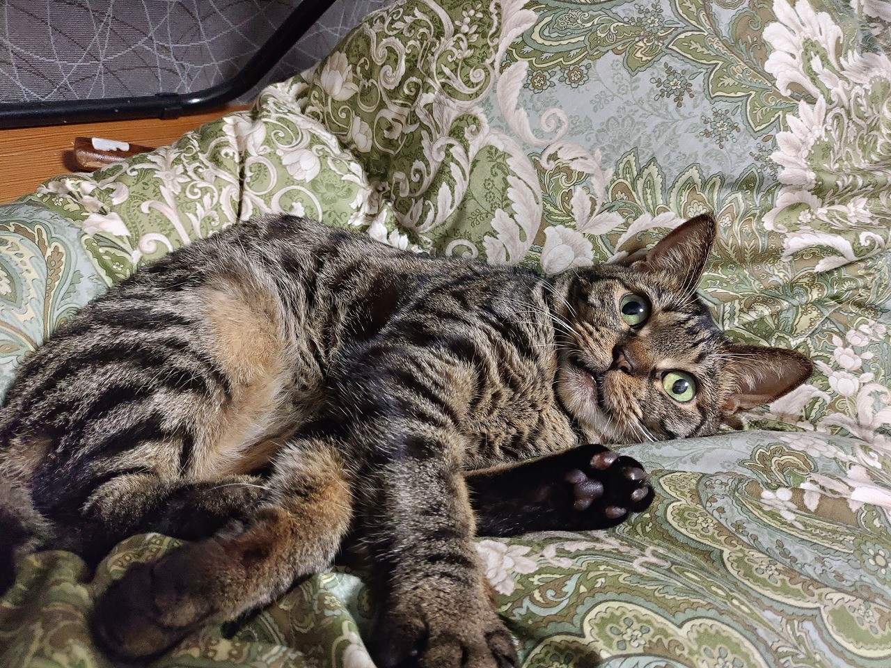 さあ かかってこい お前を倒してやる 例のアプリで明らかになった猫ちゃんの好戦的な本音 まいどなニュース