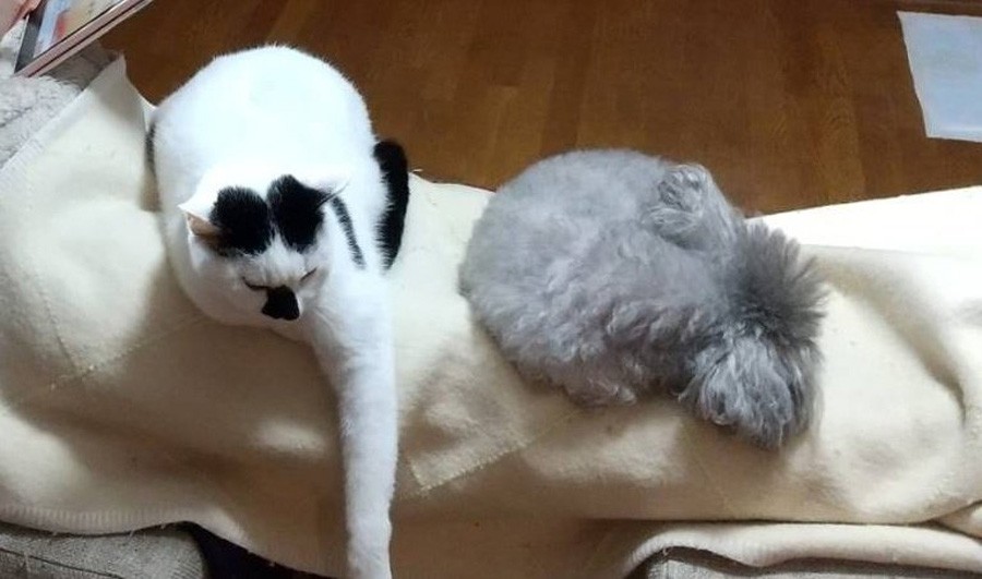 漫画 年老いた犬を呼んだら 猫が来る なぜ 可愛いけど ちょっと切ないのだ まいどなニュース 漫画 年老いた犬を呼んだら 猫が来る なぜ 可愛いけど ちょっと切ないのだ まいどなニュース