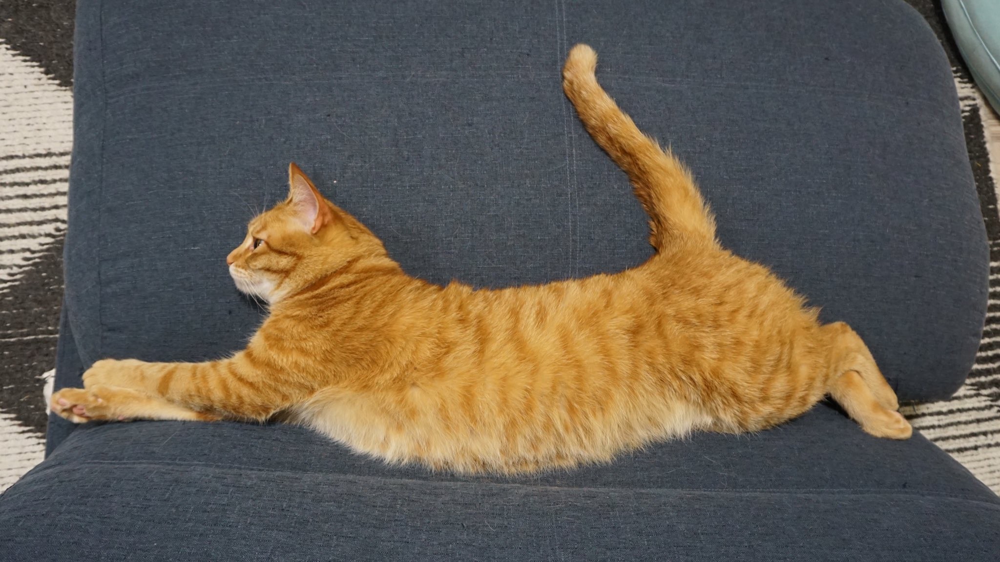 目指せ 世界ニャンピオン パンチをかます猫ちゃんが本格的すぎると話題 構えからまるでボクサー まいどなニュース