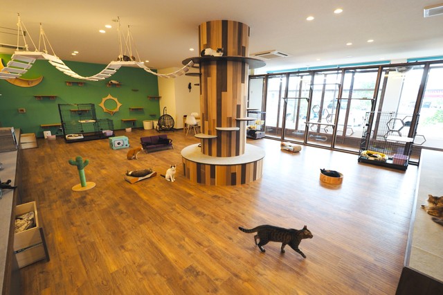 猫ちゃんだけが目当てのご来店も大歓迎 日本初 猫カフェが併設されたカーリース店 開設した熱い思い まいどなニュース