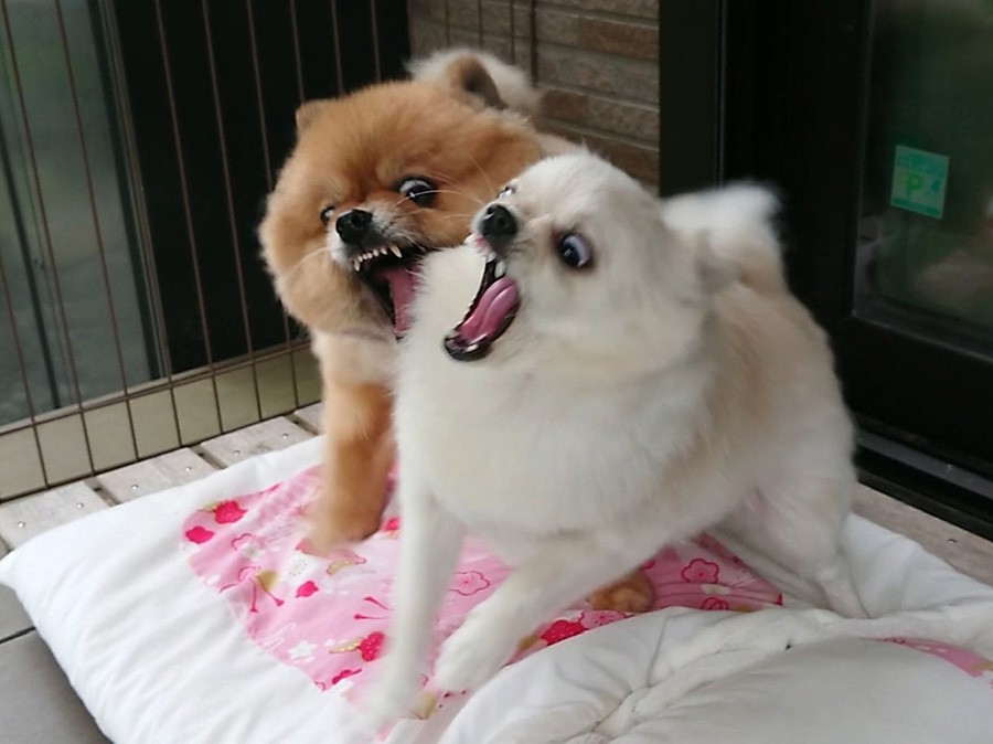 ムキ顔で ちゅ いや ガブッやろw 犬さんの戦いに爆笑 ちゅーの概念 間違ってた この後すぐ仲直り まいどなニュース