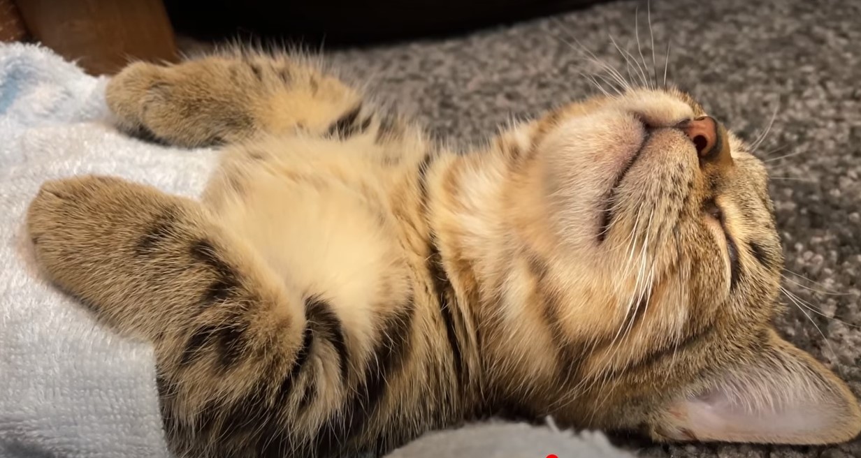 夢の中で太鼓の達人されてます ヘソ天寝で 手でリズムを刻む子猫が可愛すぎ フルコンボだにゃん まいどなニュース