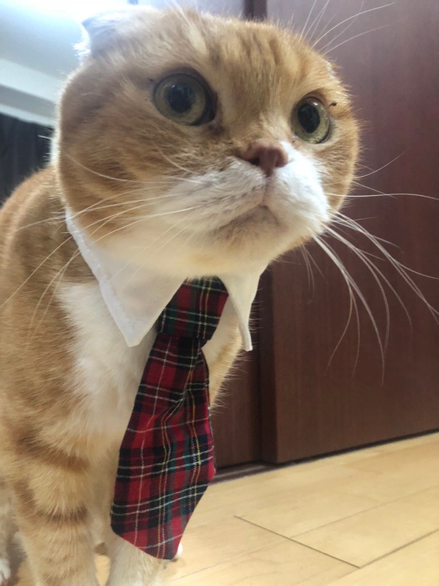 お外探検中はこんなキリッとしたお顔なのかな？（ゆきおさん提供）