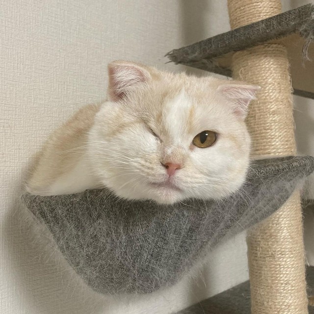 保健所から引き出された隻眼猫にひとめぼれ がに股で走り回る姿を見て癒される日々 まいどなニュース