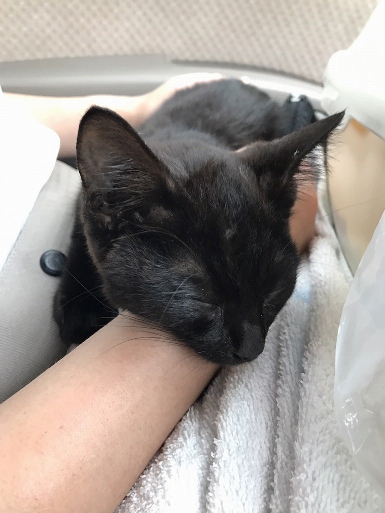 手術をあきらめた子猫 余命わずか覚悟も獣医師が 化け猫 と驚いた奇跡の回復 今は2度目を期待 まいどなニュース