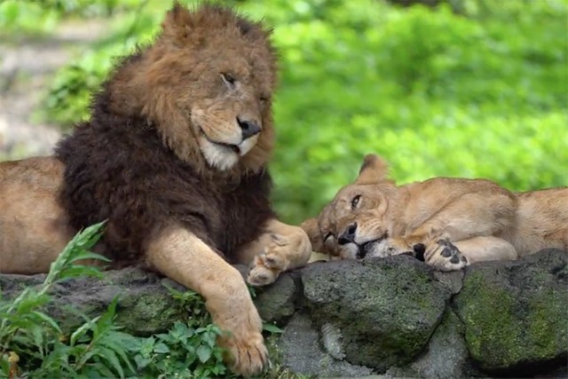 百獣の王 ライオンだって甘えたい ナデナデされる姿に ギャップ萌え 強くてかっこいい人がたまに甘えるとキュン 猫に見えてくる まいどなニュース