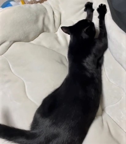 毛布から小さなお手てがチラリ お布団をフミフミするのは なんてキュートな ずっと見てられるねぇ まいどなニュース 毛布から小さなお手てがチラリ お布団をフミフミするのは なんてキュートな ずっと見てられるねぇ まいどなニュース